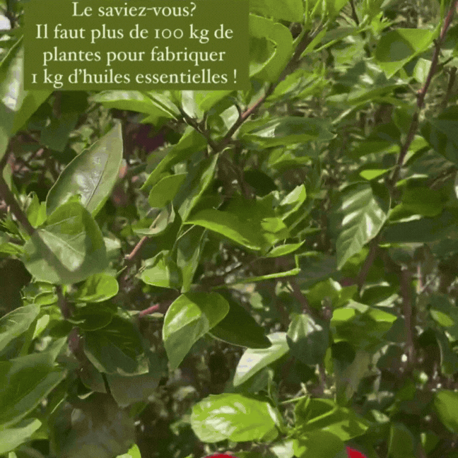 Tropical Blossom - Essential oil blend