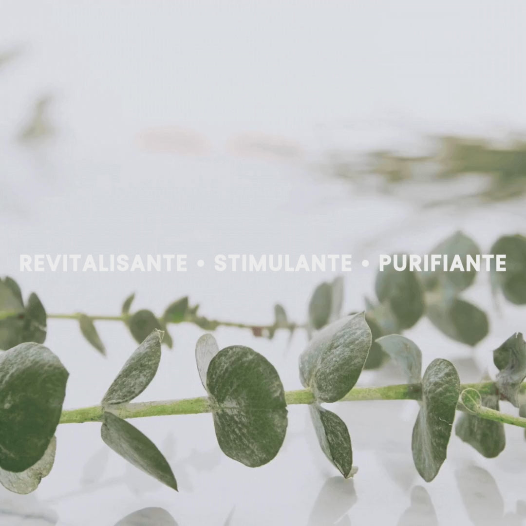 Eucalyptus Radiata Organic Essential Oil