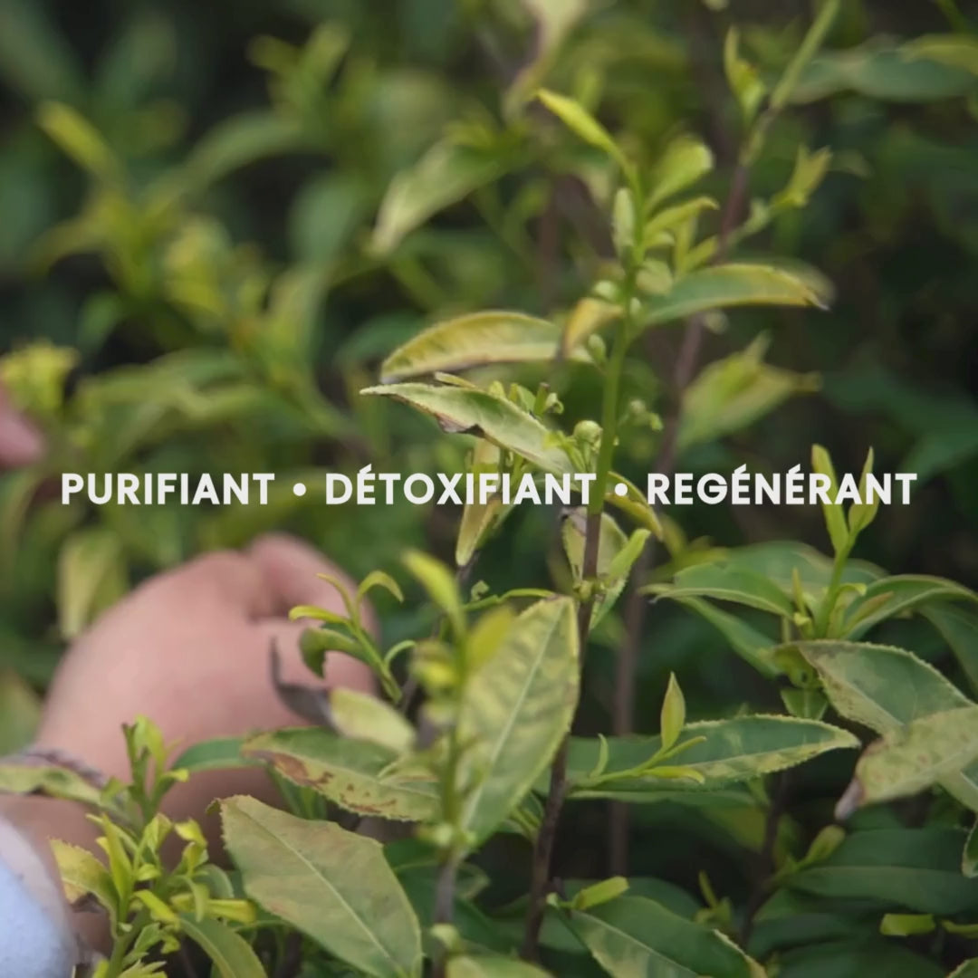 Tea Tree Organic Essential Oil